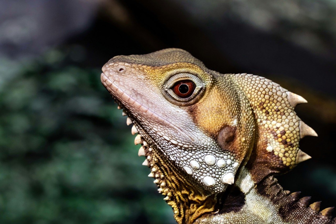 Animal lagarto: 5 espécies fascinantes e suas características