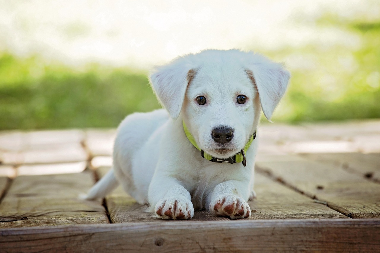 Cachorro para caçar: 5 raças perfeitas para a caça