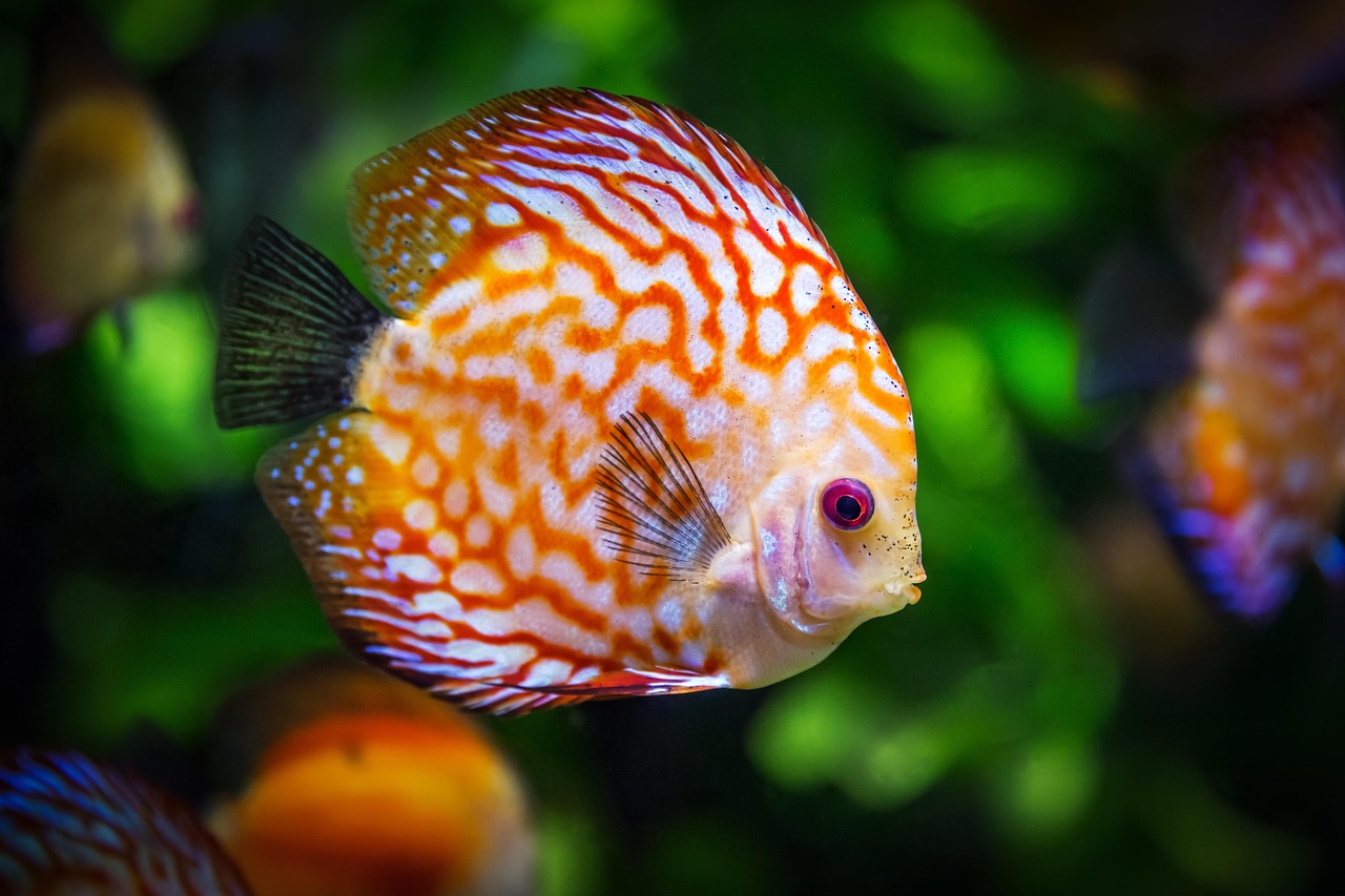 Como dormem os peixes: O mistério do sono no fundo do mar