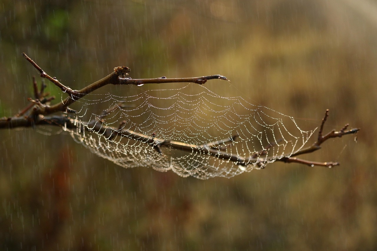 Filmes de aranhas gigantes: 5 produções que arrepiam os fãs