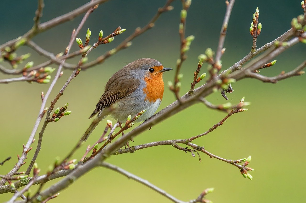 Quantos anos vive um pombo: A longevidade surpreendente das aves