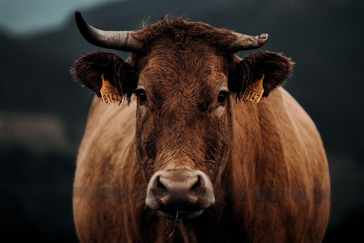 Quantos estômagos a vaca tem: A anatomia bovina explicada