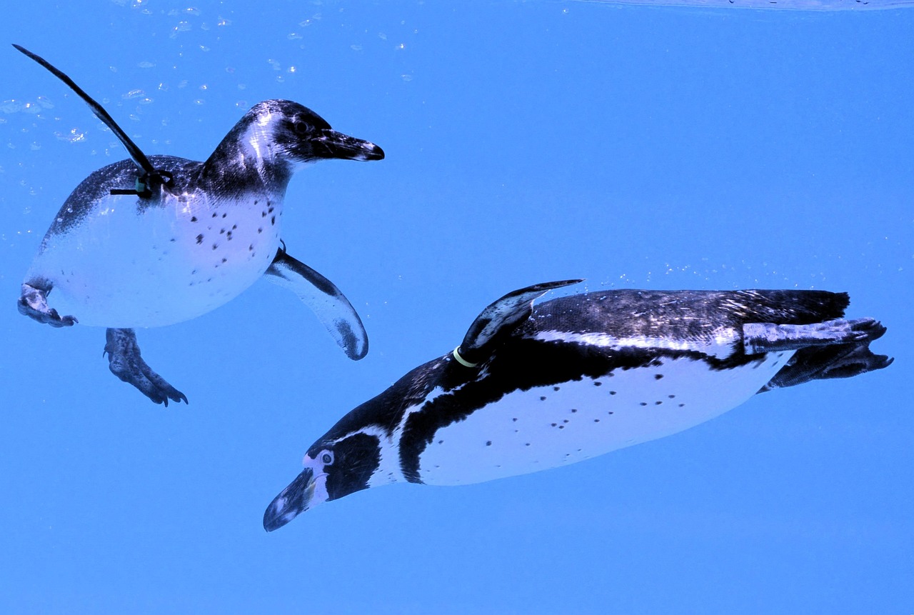 Tem pinguim no polo norte: Mitos e verdades sobre esses animais