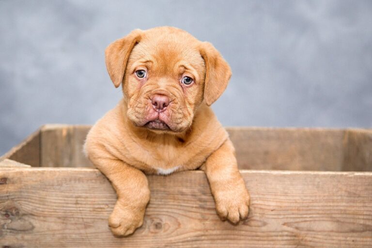 Cão da raça Scooby Doo: Descubra a verdadeira raça do cão famoso