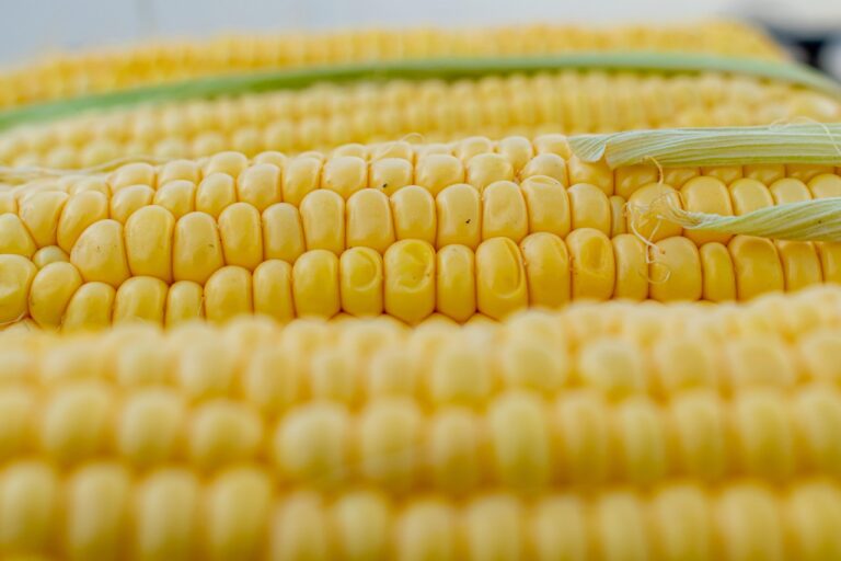 Por que o milho verde é amarelo: A ciência explica o mistério
