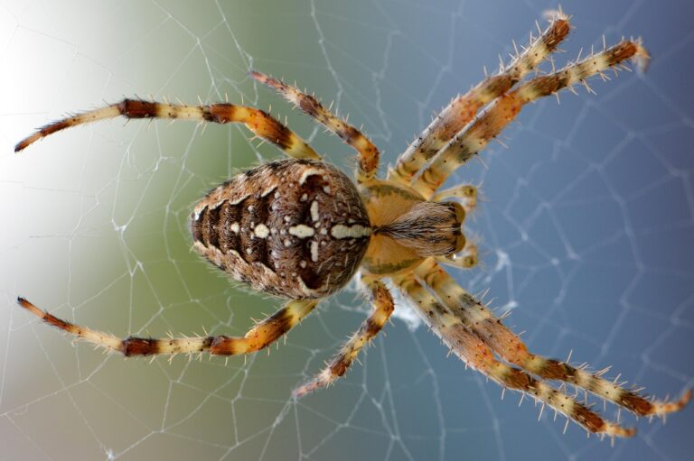 Aranhas perigosas no Brasil: 5 espécies que você deve evitar