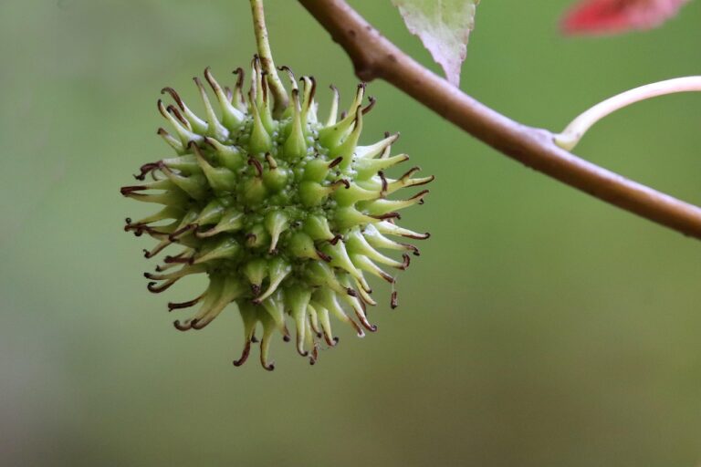 Origem da jabuticaba: A fruta brasileira que encanta o paladar