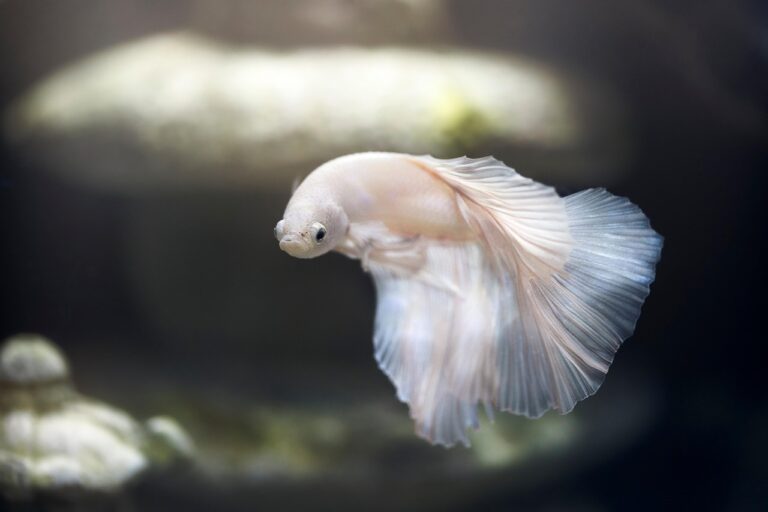 Peixe bolha fora da água: O que acontece com esse animal estranho