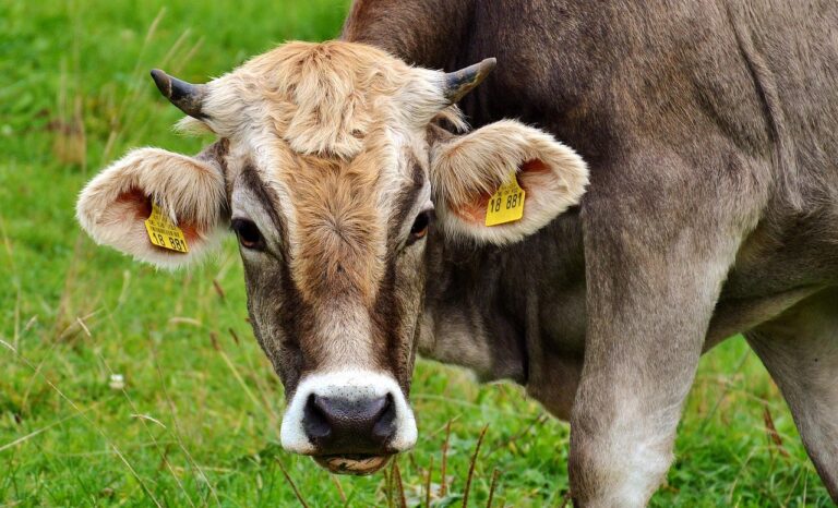 Quantos estômagos a vaca tem: A anatomia bovina explicada