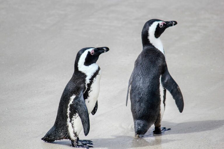 Tem pinguim no polo norte: Mitos e verdades sobre esses animais