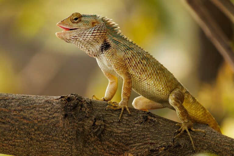 Animal lagarto: 5 espécies fascinantes e suas características