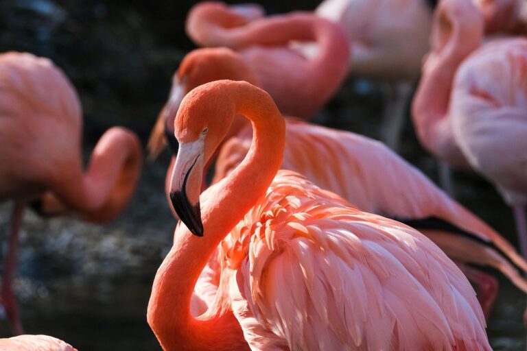 Quantos anos vive um pombo: A longevidade surpreendente das aves