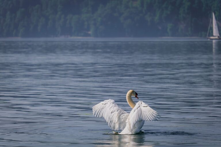 Lagoa ou lago: Qual a diferença entre esses corpos d’água
