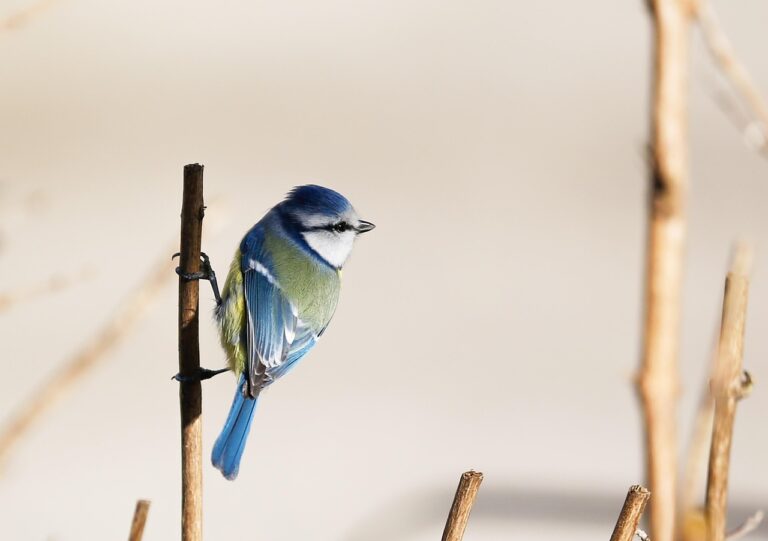O que é tordo: Conheça a ave que inspira poesia e música